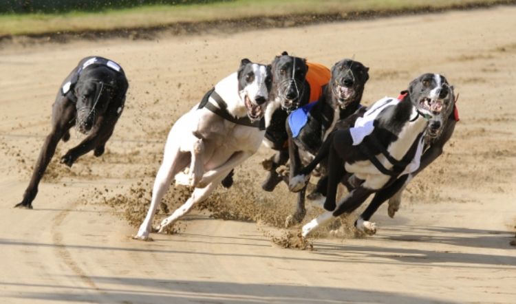 ТОП-5 самых быстрых собак в мире 20012020 Общество: ТОП-5 самых быстрых собак в мире
